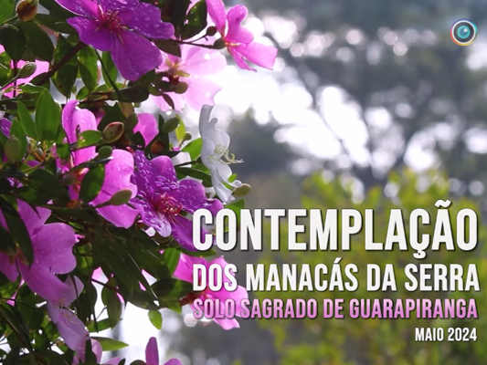 Contemplação | Manacá-da-serra no Solo Sagrado de Guarapiranga - Maio 2024